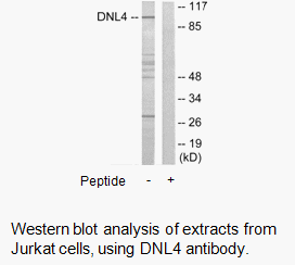 Product image for DNL4 Antibody