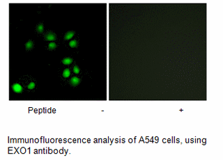 Product image for EXO1 Antibody