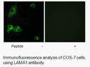 Product image for LAMA1 Antibody