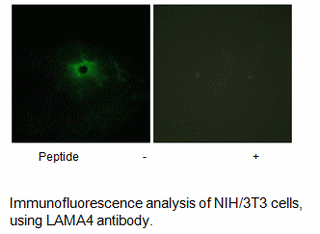 Product image for LAMA4 Antibody