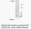 Product image for LAMB1 Antibody