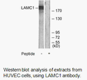 Product image for LAMC1 Antibody