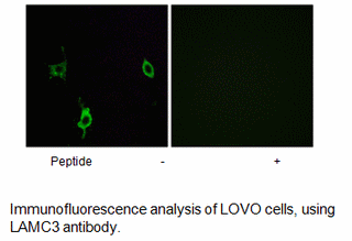 Product image for LAMC3 Antibody