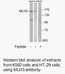 Product image for MLH3 Antibody