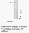 Product image for NF1 Antibody