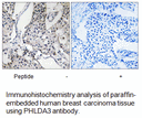 Product image for PHLDA3 Antibody