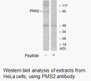 Product image for PMS2 Antibody