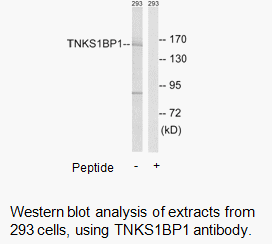 Product image for TNKS1BP1 Antibody