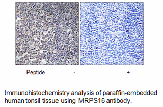 Product image for MRPS16 Antibody