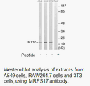 Product image for MRPS17 Antibody