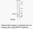 Product image for MRPS7 Antibody