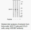 Product image for HSD3B7 Antibody