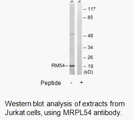 Product image for MRPL54 Antibody