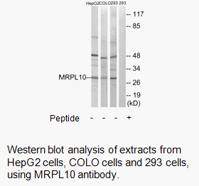 Product image for MRPL10 Antibody