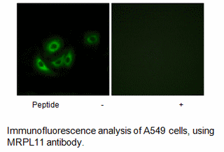 Product image for MRPL11 Antibody