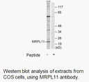 Product image for MRPL11 Antibody