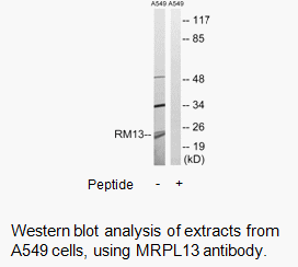 Product image for MRPL13 Antibody