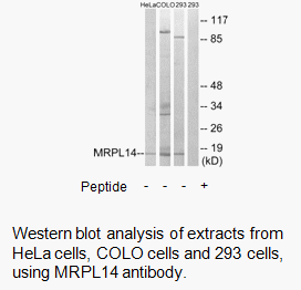 Product image for MRPL14 Antibody