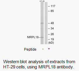 Product image for MRPL18 Antibody