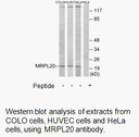 Product image for MRPL20 Antibody