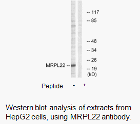 Product image for MRPL22 Antibody