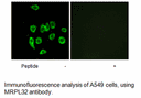 Product image for MRPL32 Antibody
