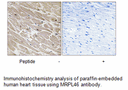 Product image for MRPL46 Antibody