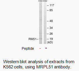 Product image for MRPL51 Antibody