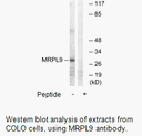 Product image for MRPL9 Antibody