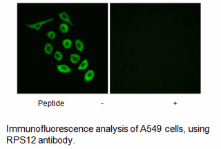 Product image for RPS12 Antibody