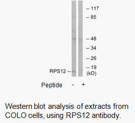 Product image for RPS12 Antibody