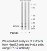 Product image for RPL12 Antibody