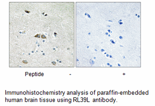 Product image for RPL39L Antibody