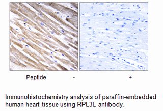 Product image for RPL3L Antibody
