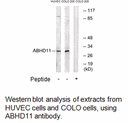 Product image for ABHD11 Antibody