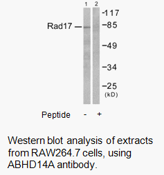 Product image for ABHD14A Antibody