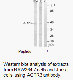 Product image for ACTR3 Antibody