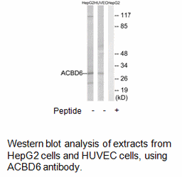Product image for ACBD6 Antibody