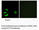 Product image for ACOT8 Antibody