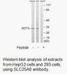 Product image for SLC25A6 Antibody