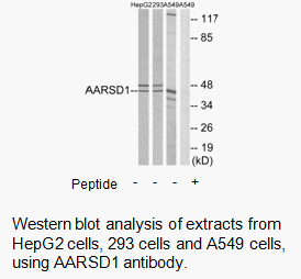 Product image for AARSD1 Antibody