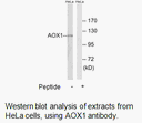 Product image for AOX1 Antibody