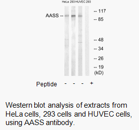 Product image for AASS Antibody