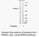 Product image for APBA3 Antibody