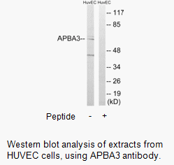 Product image for APBA3 Antibody