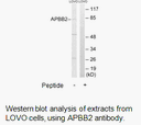 Product image for APBB2 Antibody