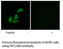 Product image for NECAB3 Antibody