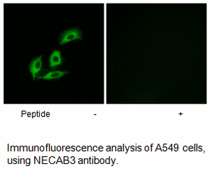 Product image for NECAB3 Antibody