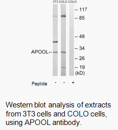 Product image for APOOL Antibody