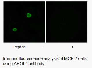 Product image for APOL4 Antibody